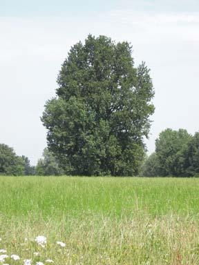Quercus isolato