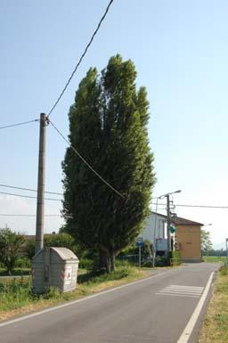 Populus Italica Via  51
