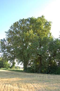Populus Canale