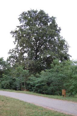 69 70 Quercus