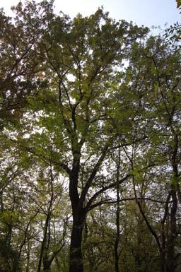 Bosco di Quercus