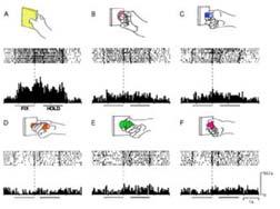 25 Corteccia intraparietale anteriore (AIP): Grasping Contiene neuroni che rispondono selettivamente alla presentazione visiva di stimoli tridimensionali che possono essere afferrati.