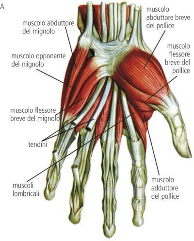 HANDGRIP STRENGTH TEST Misura della forza di contrazione di: