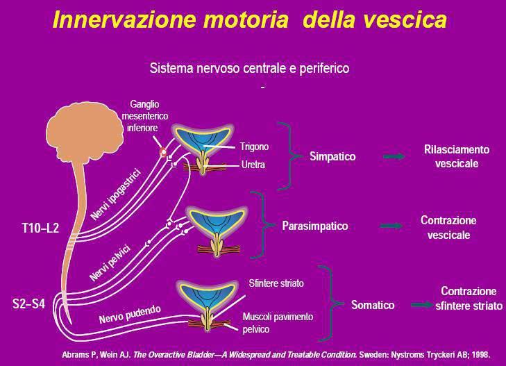 Ciclo