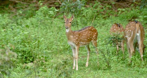 cosa vedremo: natura e fauna Whitworth Hall Hotel: avete mai sognato di dormire in un albergo il cui parco, che si estende per ettari di natura incontaminata, è popolato di cervi?