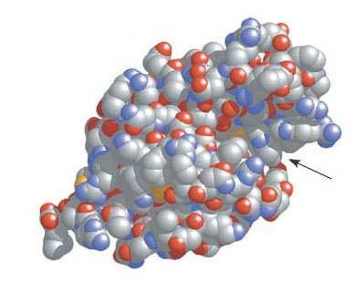 Gruppo carbossilico Gruppo amminico Legame peptidico N + N Reazione di condensazione N N R R 2 R R Amminoacido Amminoacido Dipeptide 76 La configurazione