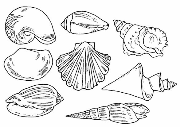 Il mestiere del paleontologo LABORATORI SCIENZE DELLA TERRA I paleontologi, con martello scalpello e palette sono alla ricerca di fossili, resti animali o vegetali vissuti milioni di anni fa, quando