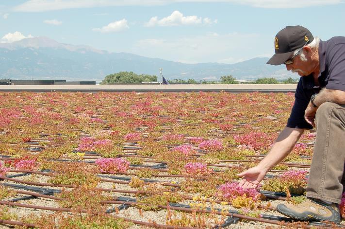 Nei climi di tipo mediterraneo i tappeti di Sedum necessitano di un irrigazione di soccorso nel periodo estivo al fine di mantenere una densa copertura da