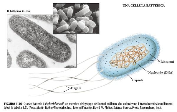 Organizzazione e struttura delle cellule Cellule procariotiche