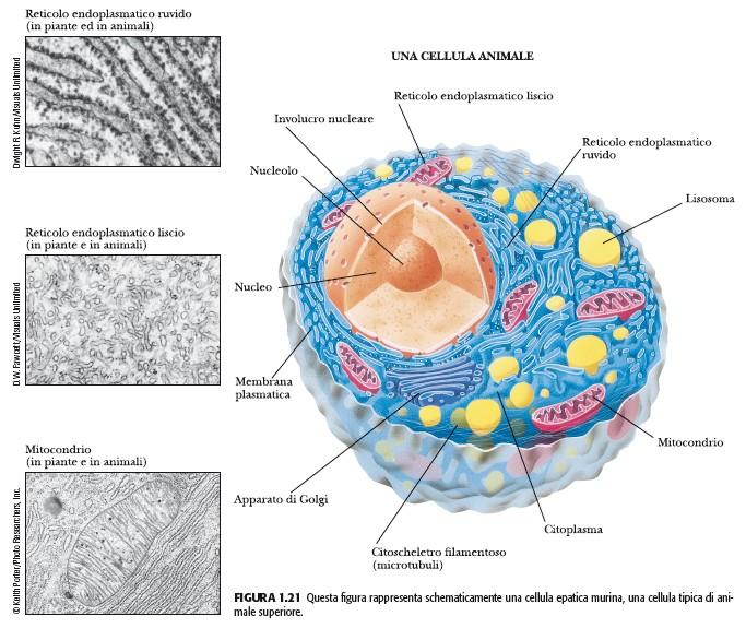 Organizzazione e struttura delle cellule (II) Cellule eucariotiche Volumi di 10 3-10 4