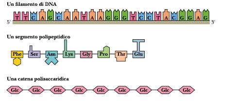 Le macromolecole biologiche contengono informazioni L ordine sequenziale delle unità monomeriche che formano le macromolecole, quando letto lungo la