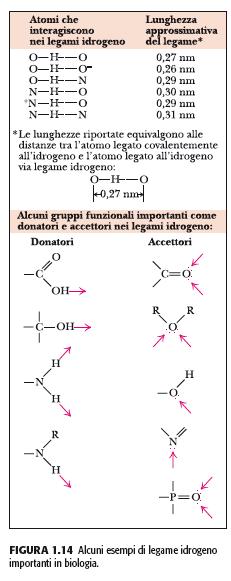 Il legame idrogeno - condivisione di un protone fra due gruppi chimici (proton donatore e proton accettore) Donatore: un atomo elettronegativo con un protone legato d - d +