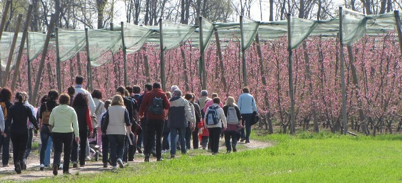 Tutte le proposte possono prevedere un estensione nella restante mezza giornata libera con una passeggiata nei frutteti.