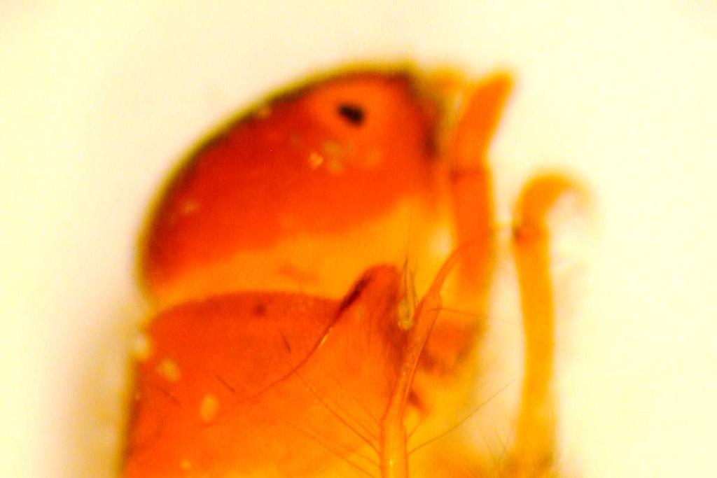 fig. 8, 8bis Tricotteri Beraeidae, larva di Beraea maura (Curtis), dal Parco fluviale di Cuneo, S. Croce di Vignolo, 30.10.