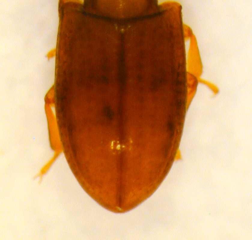 dx. Anommatus sp (Coleotteri Bothrideridae),