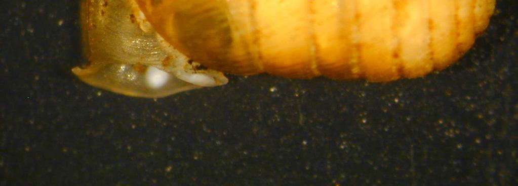 e Truncatellina monodon (Held)da campioni di pedofauna di S.Croce di Cervasca 01.04.