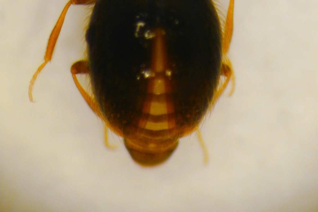 21, 22: Diplopodi, Gervaisia sp.