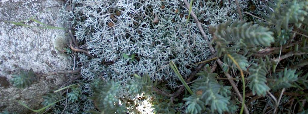 alla sua valenza come indicatrice di qualità atmosferica, ma anche per una messa a punto di liste floristiche aggiornate. fig. 31 Licheni: Cladonia sp. nel Parco Fluviale di Cuneo, S.Anselmo.