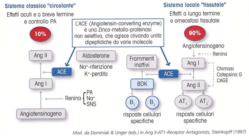 IL SISTEMA RENINA-ANGIOTENSINA + vasocostrizione + Aldosterone + antidiurerico (ADH) + scarica simpatica