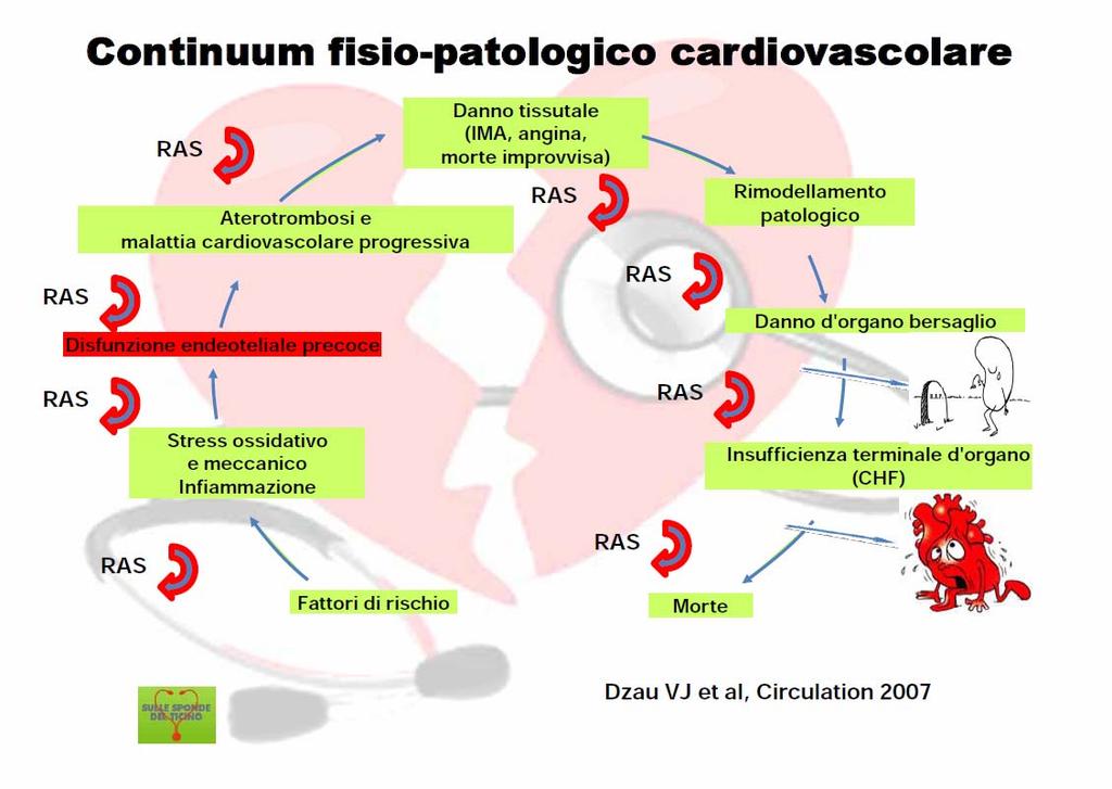 Il Sistema di Regolazione Renina- Angiotensina influenza