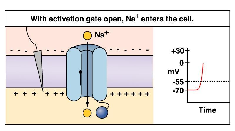 In seguito ad una depolarizzazione liminare la porta di attivazione si apre velocemente, il sodio entra nella cellula e