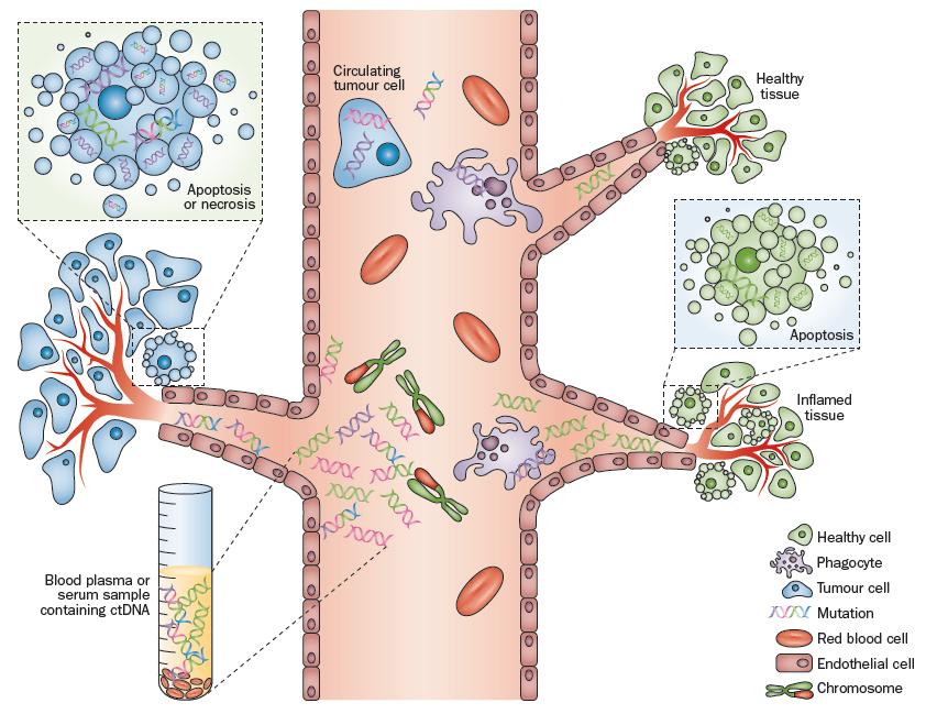 DNA tumorale circolante (ctdna) Liquid biopsy: monitoring