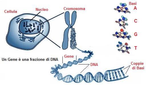 Cosa è il DNA STRUTTURA DEL DNA Il DNA umano con=ene circa 3 miliardi di paia di