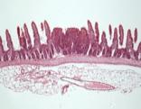 (model of ileal-specific