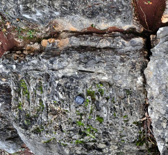 Facies a Rudiste La facies a rudiste è cara;erizzata da specie appartenenl ai generi Durania, Radiolites, Sauvagesia e Biradiolites.