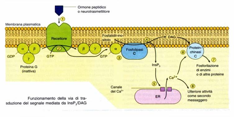 CONTRAZIONE MIOMETRIALE L ossitocina determina sia l attivazione della fosfolipasi C che l apertura dei canali del
