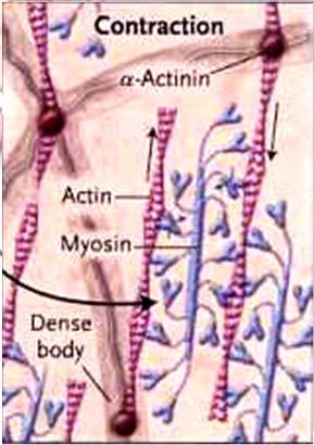 lungo della cellula I filamenti contrattili sono ancorati lungo i margini del sarcolemma