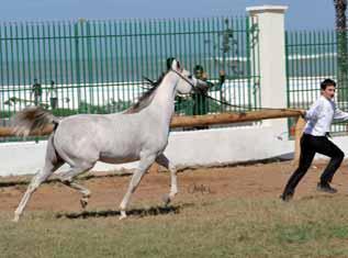 Rajaa breeder: Haras Royal Bouznika RESERVE MARES