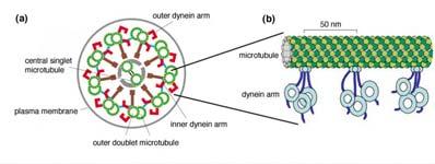 Microtubuli Microtubuli 2 PARTE Cilia, flagelli,