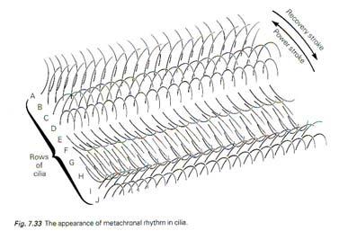 Ritmo metacronale del battito delle cilia L assonema di cilia e flagelli (1) Le cilia e flagelli hanno dimensioni che vanno da alcuni micron a >2mm negli spermatozoi di alcuni insetti.