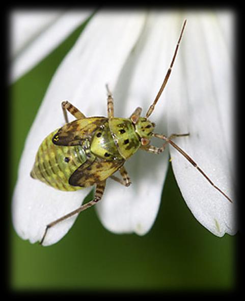 Miridae Lygus pratensis Hemiptera -Sverna come adulto in ripari del suolo e sui resti vegetali -In primavera fuoriesce dai ripari e si accoppia a fine aprile/inizio maggio -Uova inserite