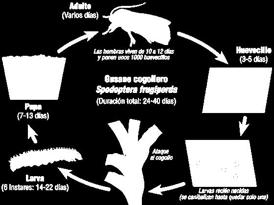 Noctuidae Spodoptera spp.