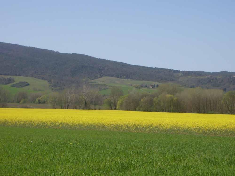 LA PROVINCIA DI SIENA è inquinata? Alcuni studi effettuati dall Università di Pisa per rilevare lo stato di inquinamento da ioni metallici pesanti del territorio della Provincia di Siena (Prof.