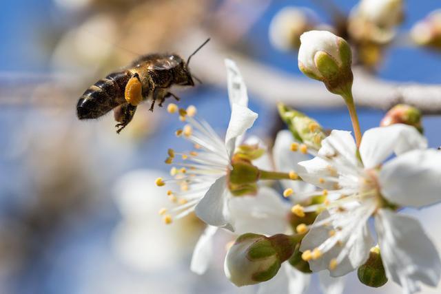 L ape succhia il nettare di un fiore 3.