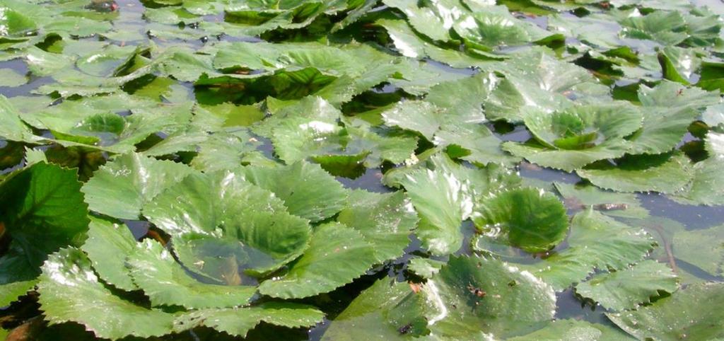 Habitat di acqua dolce DESCRIZIONE Comunità vegetali immerse nei corpi d acqua lentica, dalle dimensioni di pozze a quelle dei laghi, costituite in prevalenza, se non esclusivamente, da idrofite