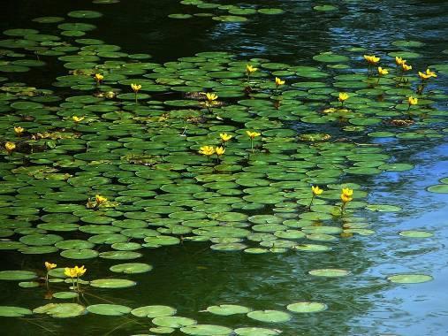 Tra le specie più frequenti, troviamo idrofite radicate con apparato vegetativo completamente sommerso, come Myriophyllum sp.