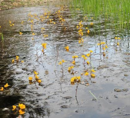 perfoliatus, o con apparato vegetativo almeno parzialmente emerso, come Nuphar lutea, Nymphaea alba, Trapa natans; tra le