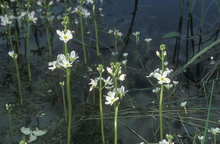 Nymphoides peltata Ceratophyllum sp.pl.