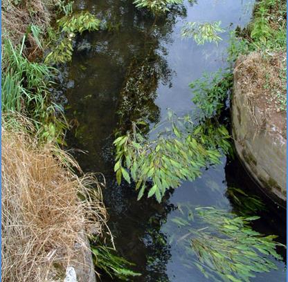 Habitat di acqua dolce 3260 Fiumi delle pianure e montani