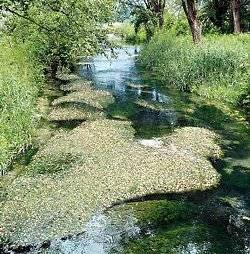 Callitricho-Batrachion Water courses of plain to montane