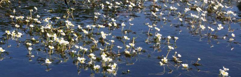 Habitat di acqua dolce DESCRIZIONE Comunità vegetali, in genere paucispecifiche, costituite da idrofite presenti nei corpi d acqua lotica dalle dimensioni di fossi a quelle di grandi fiumi.