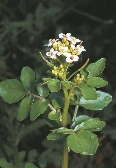 anagallis-aquatica Nasturtium officinale agg.