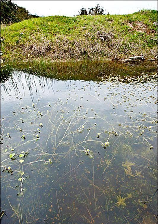 calcaree con vegetazione