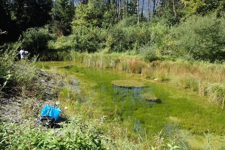 Habitat di acqua dolce AMBITO GEOGRAFICO: Non si conosce l attuale distribuzione alla scala regionale, in quanto si tratta di comunità alquanto disperse e circoscritte, oltre che di difficile