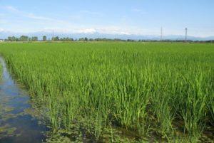 Habitat di acqua dolce DESCRIZIONE: Comunità vegetali in corpi d acqua lentica, dalle dimensioni di laghi a quelle di pozze, a netta prevalenza di alghe appartenenti alla famiglia delle Charophyceae.