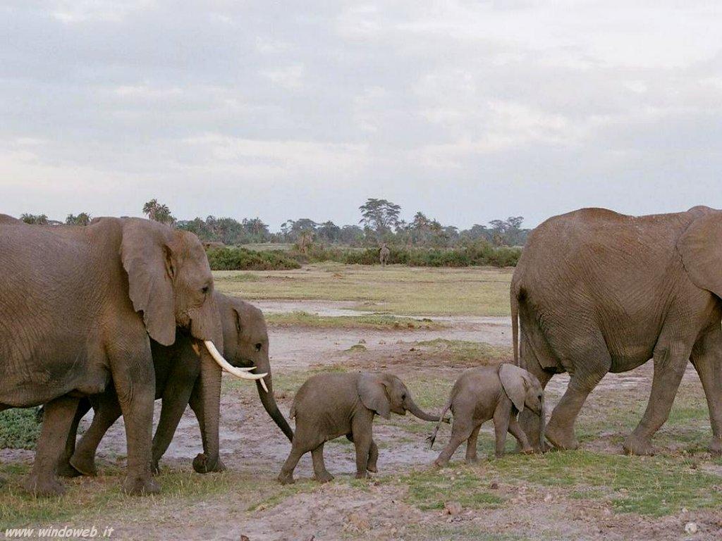 Organismo: Elefante N(t) SEMPRE PIU PICCOLO negli ultimi anni